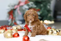 Cameron, a male Cockapoo for sale in Millersburg, OH – Photo 5 of 6