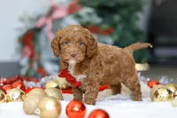 Cameron, a male Cockapoo for sale in Millersburg, OH – Photo 2 of 6