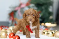 Cameron, a male Cockapoo for sale in Millersburg, OH – Photo 6 of 6