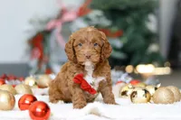 Cameron, a male Cockapoo for sale in Millersburg, OH – Photo 1 of 6