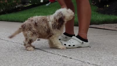 Oakley, a male Cockapoo for sale in Millersburg, OH – 8 of 8