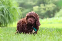 Teddy, a male Cockapoo for sale in Millersburg, OH – 2 of 5