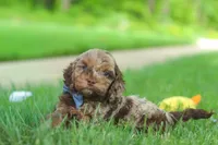 Quinton, a male Cockapoo for sale in Millersburg, OH – 4 of 7