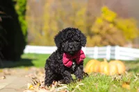 Quinn, a male Cavapoo for sale in Millersburg, OH – 5 of 6