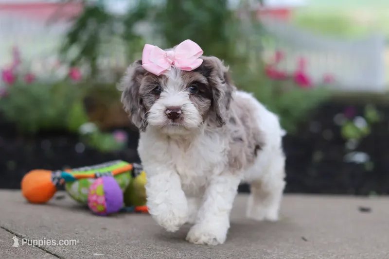 Nicole – Cockapoo puppy for sale in Millersburg, OH