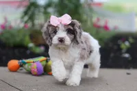 Nicole, a female Cockapoo for sale in Millersburg, OH – 1 of 6