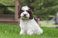 Joselyn, a female Cockapoo for sale in Millersburg, OH – 2 of 5