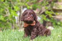 Sammie, a male Cockapoo for sale in Millersburg, OH – 4 of 5