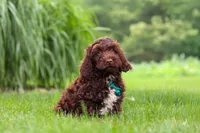 Teddy, a male Cockapoo for sale in Millersburg, OH – 1 of 5
