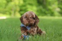 Quinton, a male Cockapoo for sale in Millersburg, OH – 1 of 7