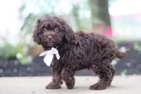 Alex, a male Cockapoo for sale in Millersburg, OH – 1 of 6