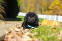 Vince, a male Cavapoo for sale in Millersburg, OH – 3 of 10