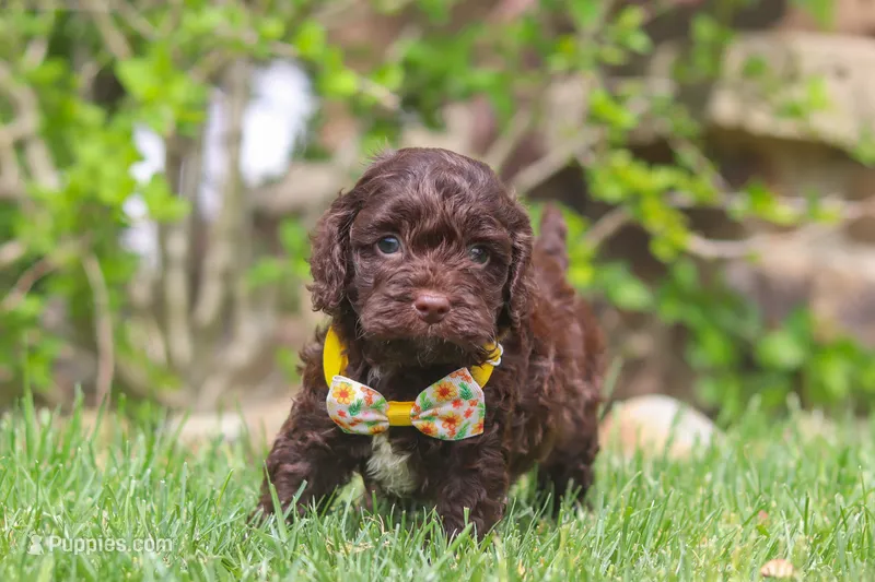 Teddy – Cockapoo puppy for sale in Millersburg, OH