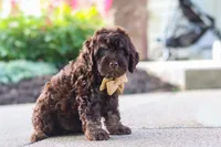 Trevor, a male Cockapoo for sale in Millersburg, OH – 6 of 10