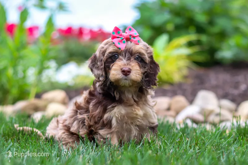 Nova – Cockapoo puppy for sale in Millersburg, OH
