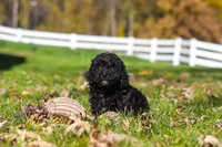 Aurora, a female Cavapoo for sale in Millersburg, OH – 4 of 6