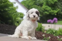 Natalie, a female Cockapoo for sale in Millersburg, OH – 5 of 6