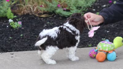 Aleah, a female Cockapoo for sale in Millersburg, OH – 6 of 6