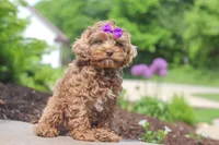 Zoey, a female Cockapoo for sale in Millersburg, OH – 3 of 6