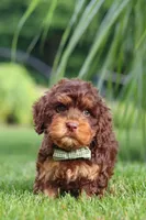 Seth, a male Cockapoo for sale in Millersburg, OH – 6 of 9