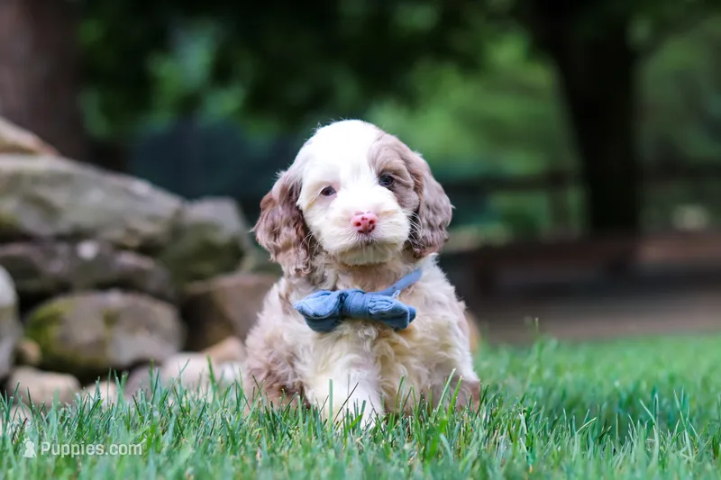 Oakley – Cockapoo puppy for sale in Millersburg, OH