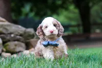 Oakley, a male Cockapoo for sale in Millersburg, OH – 1 of 8
