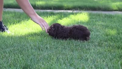 Atlas, a male Cockapoo for sale in Millersburg, OH – 7 of 7