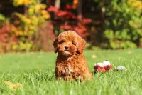 Willow, a female Cockapoo for sale in Millersburg, OH – 9 of 10