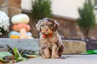 Huckleberry, a male Cavapoo for sale in Millersburg, OH – 5 of 7