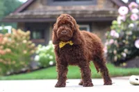 Sammie, a male Cockapoo for sale in Millersburg, OH – 2 of 8