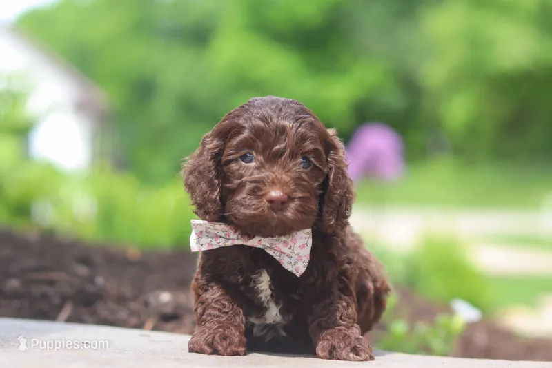 Casey – Cockapoo puppy for sale in Millersburg, OH