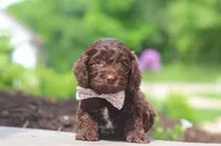 Casey, a female Cockapoo for sale in Millersburg, OH – 1 of 6