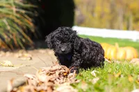 Landon, a male Cavapoo for sale in Millersburg, OH – 3 of 5