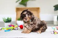 Tate, a male Cockapoo for sale in Millersburg, OH – Photo 3 of 4