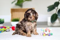 Tate, a male Cockapoo for sale in Millersburg, OH – Photo 1 of 4