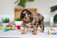 Tate, a male Cockapoo for sale in Millersburg, OH – Photo 4 of 4