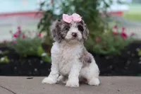 Nicole, a female Cockapoo for sale in Millersburg, OH – 4 of 6