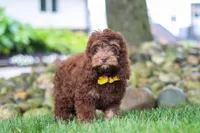Atlas, a male Cockapoo for sale in Millersburg, OH – 2 of 6