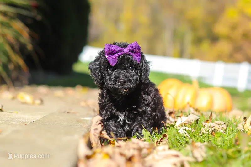 Aurora, a female Cavapoo for sale in Millersburg, OH – 1 of 6