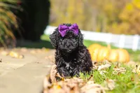 Aurora, a female Cavapoo for sale in Millersburg, OH – 1 of 6