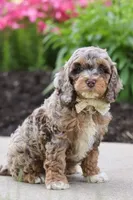 Hudson, a male Cockapoo for sale in Millersburg, OH – 2 of 8