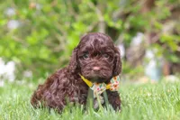 Teddy, a male Cockapoo for sale in Millersburg, OH – 5 of 6