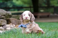 Oakley, a male Cockapoo for sale in Millersburg, OH – 3 of 8