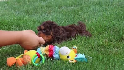 Seth, a male Cockapoo for sale in Millersburg, OH – 9 of 9