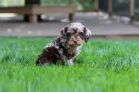 Maverick, a male Cockapoo for sale in Millersburg, OH – Photo 6 of 9