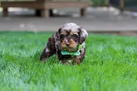 Maverick, a male Cockapoo for sale in Millersburg, OH – Photo 8 of 9