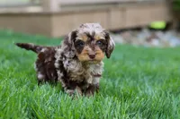 Maverick, a male Cockapoo for sale in Millersburg, OH – Photo 3 of 9