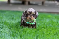 Maverick, a male Cockapoo for sale in Millersburg, OH – Photo 9 of 9