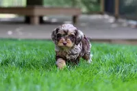 Maverick, a male Cockapoo for sale in Millersburg, OH – Photo 4 of 9