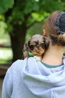 Maverick, a male Cockapoo for sale in Millersburg, OH – Photo 2 of 9